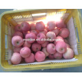 China Fresh Apple Fuji-rot allgemeine Ernte 2017